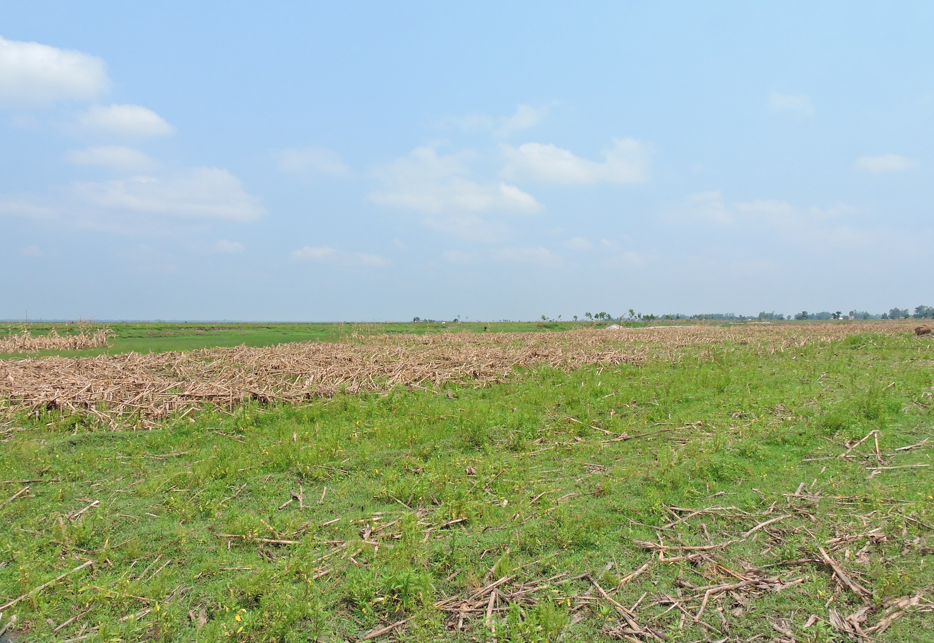 50MW solar photovoltaic power plant, Nilphamari district